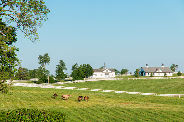 Thriving 50-acre Virginia Equestrian Farm